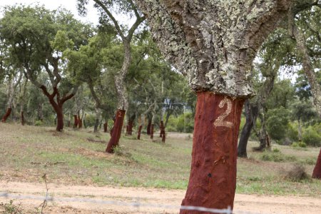 Photo for Cork oaks with bare trunks in Evora, Portugal - Royalty Free Image