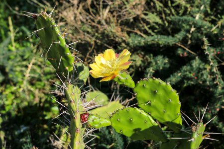 Téléchargez les photos : Belle Opuntia Ficus-Indica en fleurs dans l'Algarve, Portugal - en image libre de droit