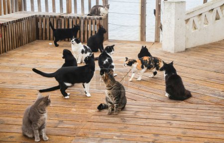 Katzen warten auf Futter in Alentejo, Portugal