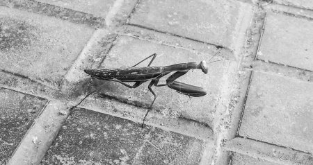 Foto de Mantis Religiosa en el pavimento en España. Cuadro monocromo. - Imagen libre de derechos