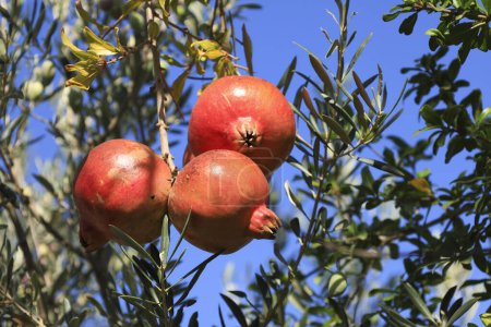 Mollar Pomegranates hanging on the tree in Spain