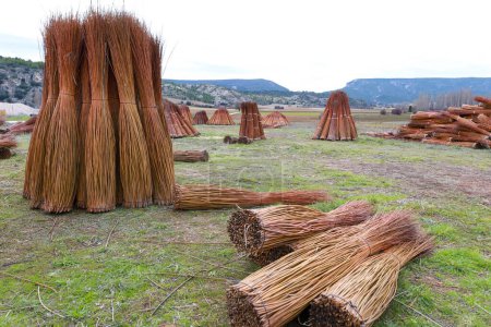Téléchargez les photos : Champ de plantation d'osier et de peupliers en Cuenca, Espagne - en image libre de droit
