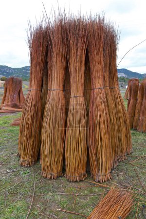 Téléchargez les photos : Champ de plantation d'osier et de peupliers en Cuenca, Espagne - en image libre de droit