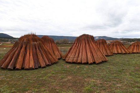 Weidenfeld und Pappeln in Priego, Region Cuenca, Spanien