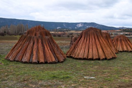 Foto de Campo de mimbre y álamos en Priego, Cuenca, España - Imagen libre de derechos