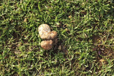 Hypsizygus Ulmarius Mushrooms on the grass in the garden