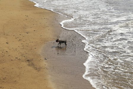 Foto de Perro negro jugando en la orilla de la playa de Chipiona - Imagen libre de derechos