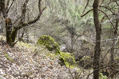Téléchargez les photos : Beau paysage près de Nacimiento del Rio Mundo dans la province d'Albacete, Espagne - en image libre de droit