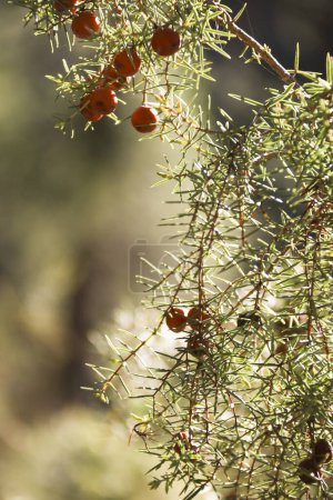 Juniperus Oxycedrus plant in Sierra del Segura y Cazorla, Spain puzzle 701287540