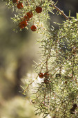 Juniperus Oxycedrus plant in Sierra del Segura y Cazorla, Spain mug #701287540