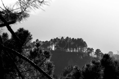 Pinus Nigra im Naturpark Sierra de Cazorla y Segura