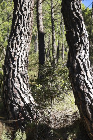 Pinus Nigra forest in the natural park of Sierra de Cazorla y Segura