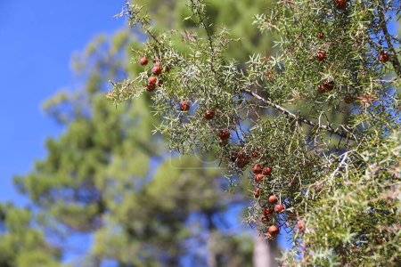 Juniperus Oxycedrus plant in Sierra del Segura y Cazorla, Spain Poster 701520334