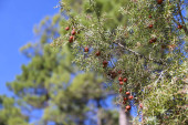 Juniperus Oxycedrus plant in Sierra del Segura y Cazorla, Spain Poster #701520334