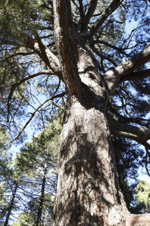 Kolossaler Pinus Nigra Baum namens 'Pino Gordo del Toril' im Naturpark Sierra de Cazorla y Segura