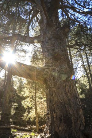 Colossal Pinus Nigra tree called 'Pino Gordo del Toril' in the natural park of Sierra de Cazorla y Segura