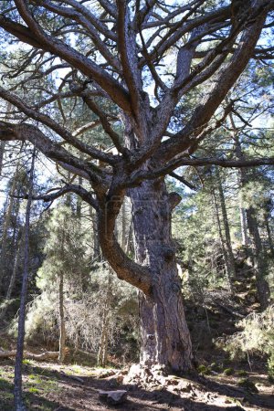 Téléchargez les photos : Pinus Nigra Colossal appelé 'Pino Gordo del Toril' dans le parc naturel de Sierra de Cazorla y Segura - en image libre de droit