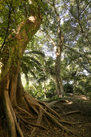 Photo for Majestic trees in the garden under the sun in Spain - Royalty Free Image