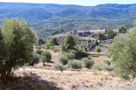 Ancient olive trees in Sierra de Mariola, Alcoy, Alicante