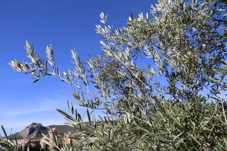 Ancient olive trees in Sierra de Mariola, Alcoy, Alicante