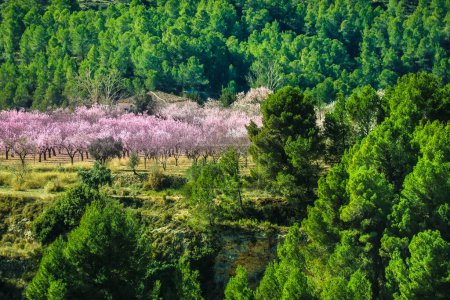 Pink Almond trees in bloom among pine trees in Sierra de Mariola, Alicante, Spain