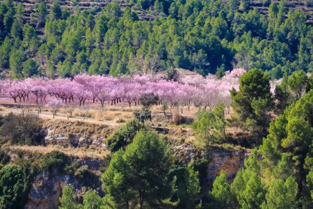 Amandiers roses en fleurs parmi les pins de Sierra de Mariola, Alicante, Espagne