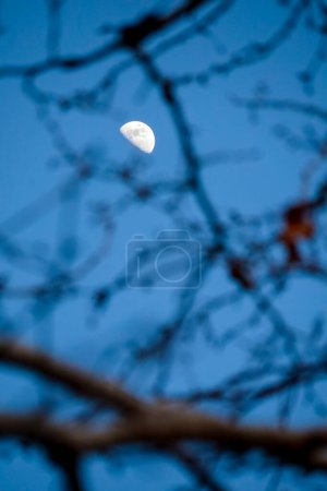 Crescent moon behind branches of a tree in southern Spain in summer