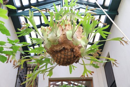 Beautiful Platycerium Bifurcatum plant hanging from the ceiling in Spain