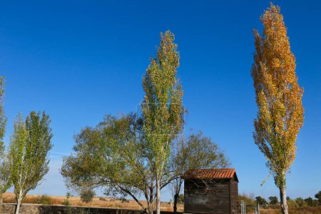 Photo for Poplar grove in Malpartida de Caceres, Extremadura, Spain - Royalty Free Image
