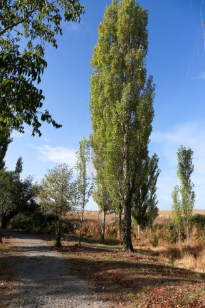 Poplar grove in Malpartida de Caceres, Extremadura, Spain
