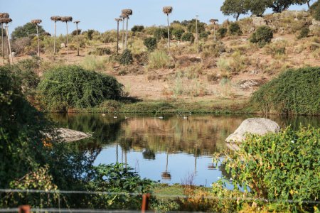 Beautiful Stork wetland in Caceres, Extremadura, Spain