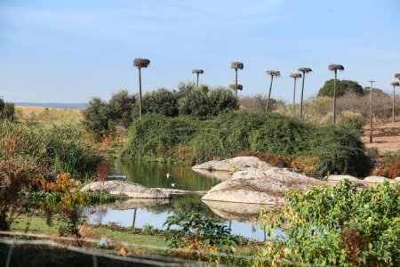 Beautiful Stork wetland in Caceres, Extremadura, Spain