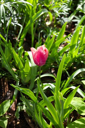 Colorida Tulipa Agenensis Redoute en el jardín bajo el sol