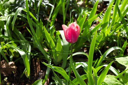 Colorida Tulipa Agenensis Redoute en el jardín bajo el sol