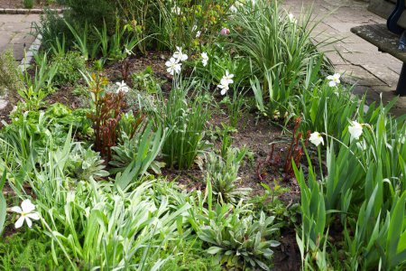 Narciso Pseudonarcissus colorido en el jardín bajo el sol