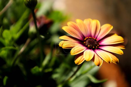 Téléchargez les photos : Belles fleurs Dimorphotheca Fruticosa dans le jardin - en image libre de droit