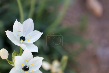 Schöne Ornithogalum Arabicum Blüten im Garten