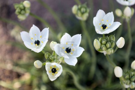 Foto de Hermosas flores Ornithogalum Arabicum en el jardín - Imagen libre de derechos