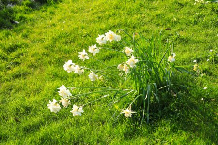 Schöne Narziss Tazetta im Garten in England