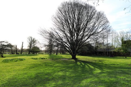Beautiful trees at Queen Elizabeth Gardens in Salisbury city, England