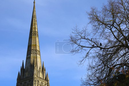 Beautiful Spire of the Salisbury Cathedral and tree with magpies in the foreground