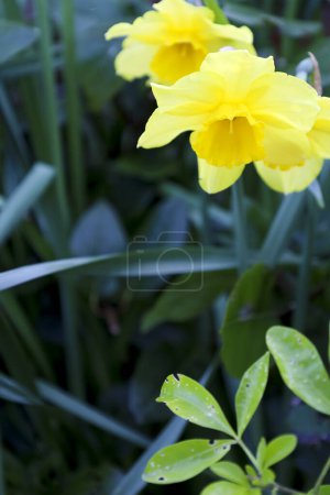Bunte gelbe Narzisse Jonquilla im Garten