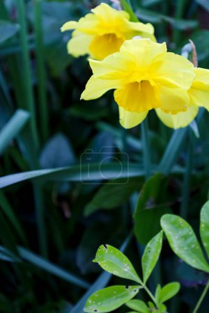 Narciso amarillo colorido Jonquilla en el jardín