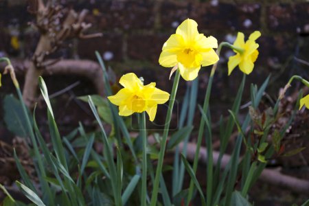 Bunte gelbe Narzisse Jonquilla im Garten