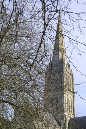 Schöne Turmspitze der Kathedrale von Salisbury und Baum im Vordergrund