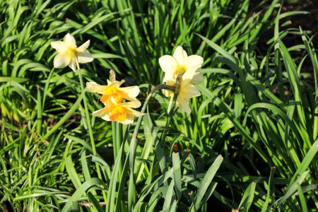 Colorful yellow Narcissus Jonquilla in the garden