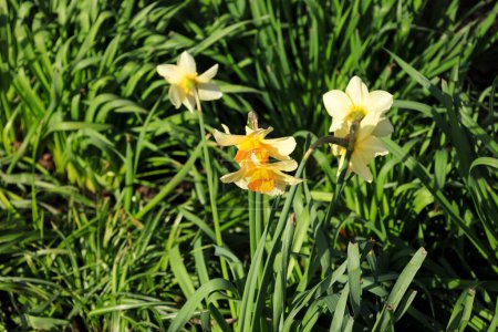 Narciso amarillo colorido Jonquilla en el jardín