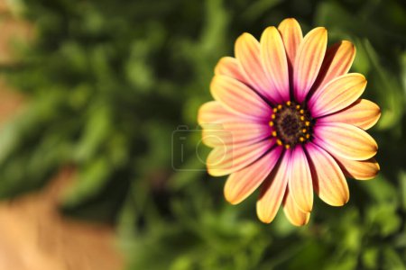 Belle fleur Dimorphotheca Fruticosa dans le jardin