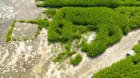 Téléchargez les photos : Coastline with green mangroves and forest. Mangrove landscape. Bantayan island, Philippines. - en image libre de droit