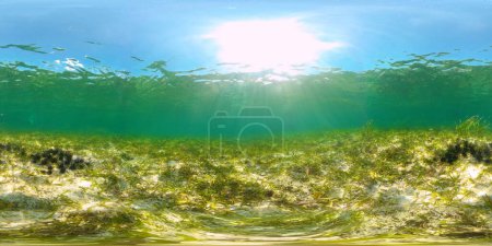 Foto de Erizos de mar negros entre las algas. erizo negro, bajo el agua en el fondo. - Imagen libre de derechos